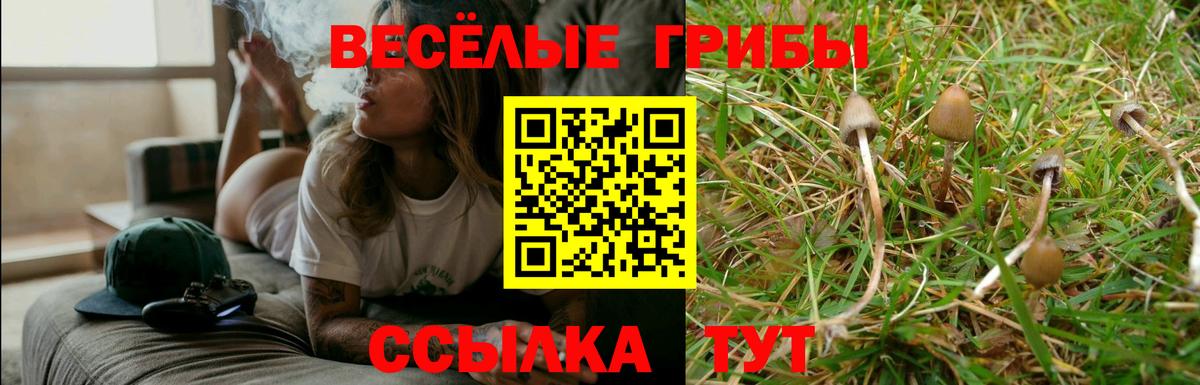 Псилоцибиновые грибы Psilocybe Астрахань